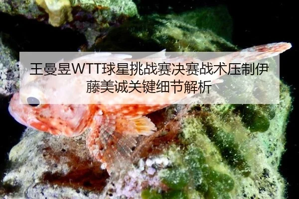 王曼昱WTT球星挑战赛决赛战术压制伊藤美诚关键细节解析